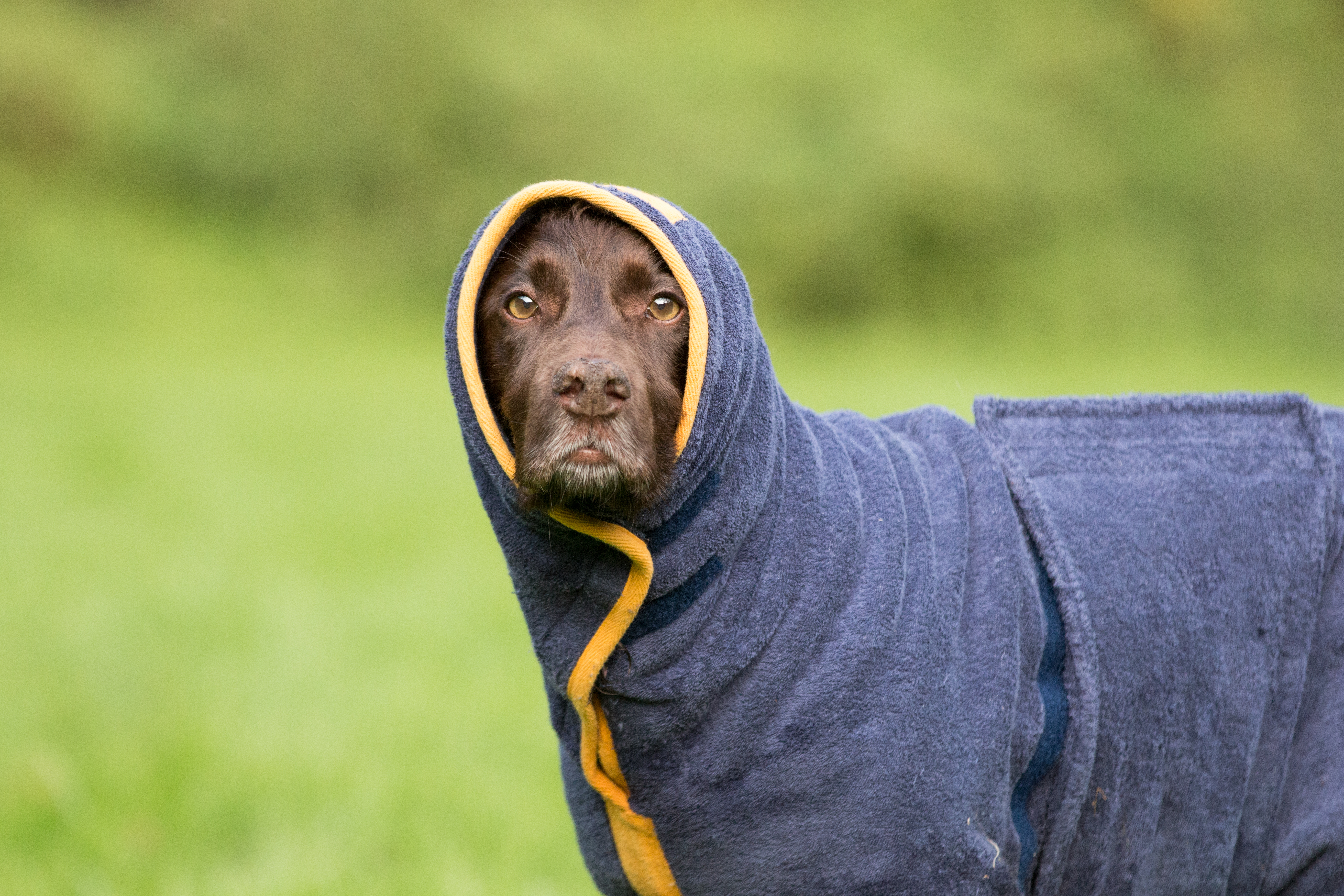 dog towel jacket
